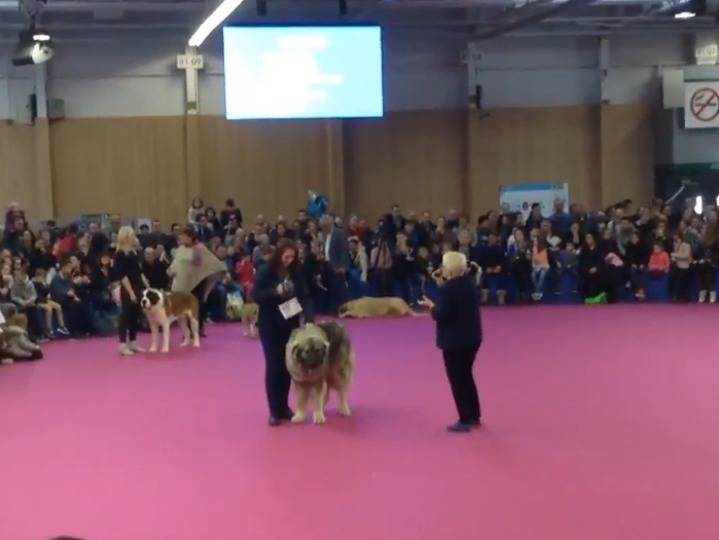 Le Berger Du Caucase à Lhonneur Au Salon De Lagriculture