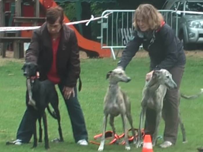 Cali, lévrier Galgo Espagnol, s'entraîne à la Poursuite à Vue sur