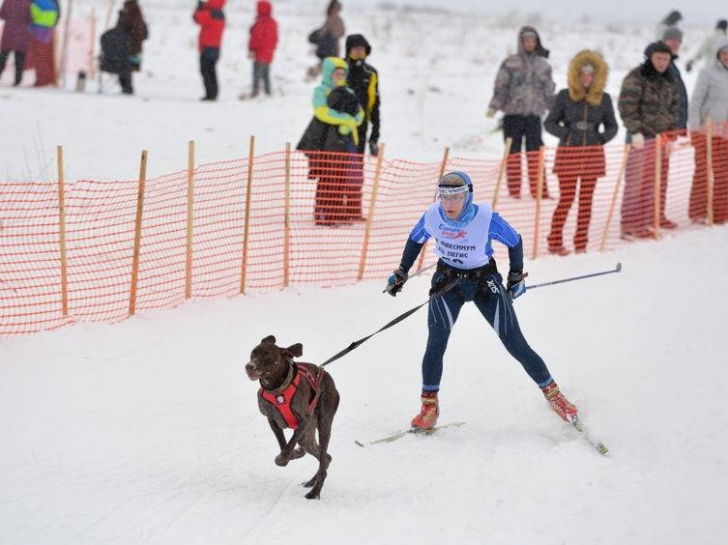 Le skijoëring Faire du sport avec son chien