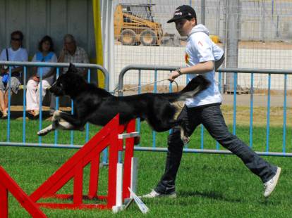 Les concours d'obéissance canine : critères, classes et réglement