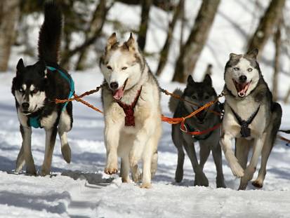Quatre chiens de traîneau attachés ensemble