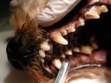 Un vétérinaire fait un détartrage à un chien