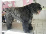 Toiletter un Bouvier des Flandres en 11 étapes