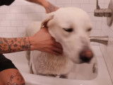 C'est l'heure du bain pour ce Labrador !