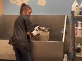Compilation de réactions de chiens face au bain