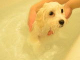 Premier bain pour un Coton de Tulear