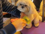 Comment entretenir un Shih Tzu