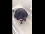Un chien Rottweiler surpris sous la douche