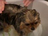 Des conseils toilettage pour un Spitz Nain