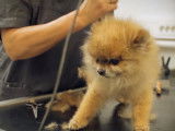 Transformation d’un Spitz Allemand après toilettage