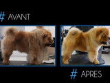 Toilettage du chow chow
