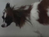 Toilettage d'un chien épagneul nain continental papillon
