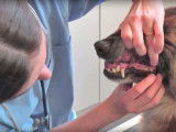 Conseils pratiques pour faciliter le brossage des dents de votre chien