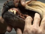 Quelques astuces pour nettoyer correctement les dents de votre chien