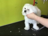 Toilettage d'un Bichon Maltais