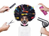 Faire toiletter son chien par un toiletteur canin