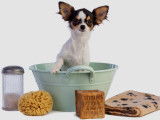 20 races de chien faciles d’entretien