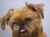 1 minute et 10 looks différents pour un chien Griffon Belge