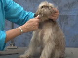 Un Griffon Belge au toilettage