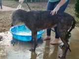 Un chien Irish Wolfhound va à la douche