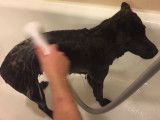 Un petit chien Kai Ken ne bouge pas d'un pouce pendant sa douche