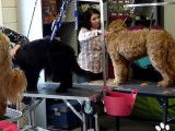 Séquence toilettage pour un groupe de Labradoodle