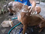 Le bain tout en douceur d’un Thaï Ridgeback