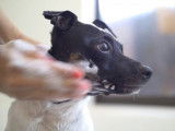 Un Terrier Japonais se fait toiletter