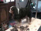 Toilettage d'un Cavalier King Charles Spaniel