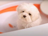 Un Bichon Havanais prend son bain puis est séché et peigné