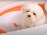 Premier bain pour ce chiot Bichon Maltais