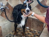 Heure du bain pour un Bouvier Bernois