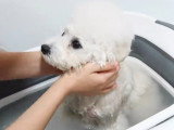 L'heure du bain pour un Bichon Frisé