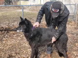 Comment bien toiletter un chien Blue Bay Sheperd