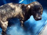 Premier bain et première nuit seul pour un chiot Plott Hound