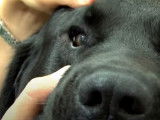 Quelques astuces pour prendre soin des yeux de votre chien
