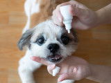 Une femme nettoie les yeux de son chien