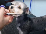 La tonte et la coupe du pelage d'un chien Morkie