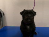 Le toilettage d'un Pugshire