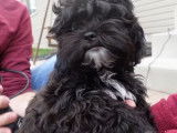Ce maître coupe les poils de son Shih-Poo pour la première fois