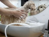 Le premier bain d'un Boshih