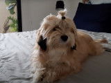 Un chien Boshih avec une coiffure originale