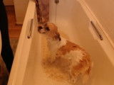 Un Jack-Tzu prend un bain