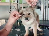 Le toilletage d'un Yorkie Pom