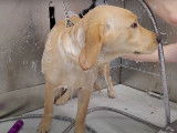 Un chien Goldador chez le toiletteur