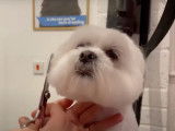Un chien Lhatese au salon de toilettage