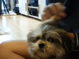 Un Silky Tzu se fait brosser les poils