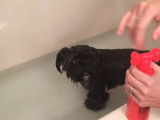 Ce chiot Shorkie prend un bain