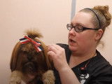 Le toilettage d'un Shorkie