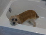 Un Bea-Tzu prend un bain